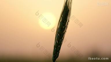夕阳下的<strong>小麦</strong>逆光剪影实拍空镜